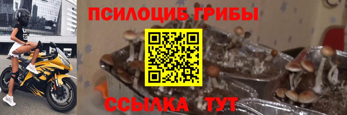 Псилоцибиновые грибы ЛСД  Галлюциногенные грибы Cubensis  Зеленокумск  наркошоп  Вход с VPN 